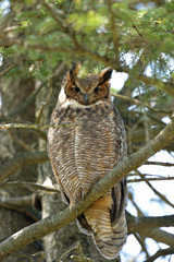 Owl in tree 