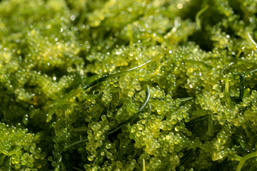 Sea grapes ( green caviar ) seaweed, Healthy food