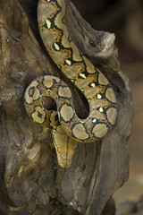 Boa portrait, Boa constrictor snake on tree branch