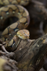 Boa portrait, Boa constrictor snake on tree branch