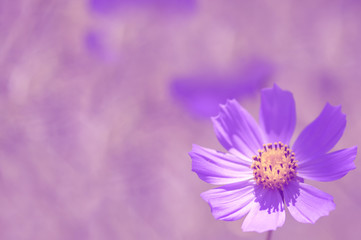 Single flower on a beautiful purple background with space for text.