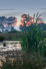 Teich
