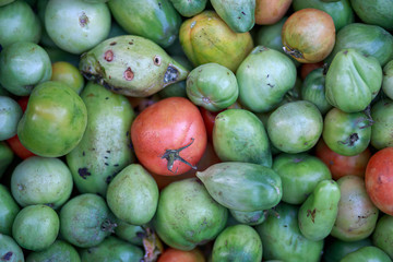 Red tomato among green close-up