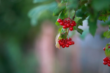 Red guelder rose berries plant in nature