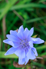 Blume