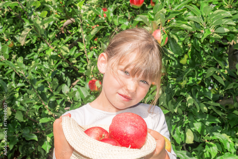 Wall mural .cueillette des pommes