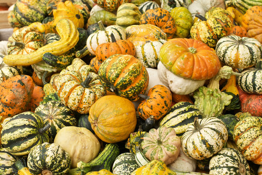 Beautiful and colored pumpkins
