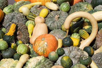 Beautiful and colored pumpkins

