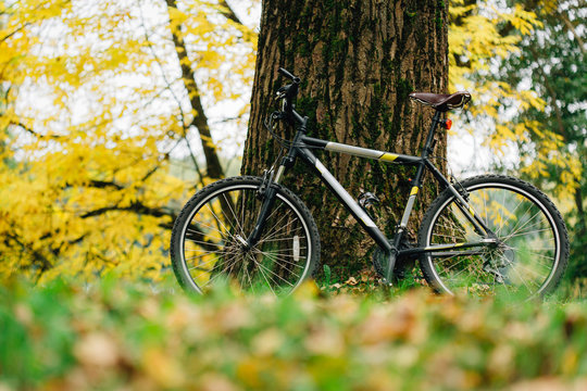 Bicycle in colorful autumn park. Fall season background