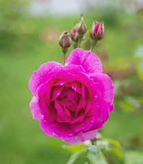 Beautiful pink rose.