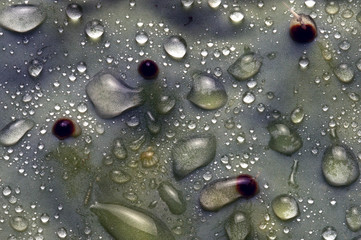 Cactaceae Opuntia ficus-indica Φραγκοσυκιά Fico d'india Viikunaopuntia Nopal Ficu d'Innia Chumbera