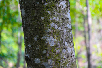 Mossy aspen thee trunk closeup, mystical woods on the background, summertime. Photo depicts an old aspen tree bark with lichen macro view, blurred green wood on the background.