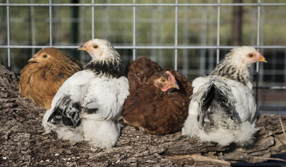 Chickens on a log 3