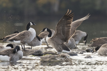 Canada Goose Flapping Wings.