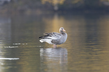 Greylag Goose standing in Water
