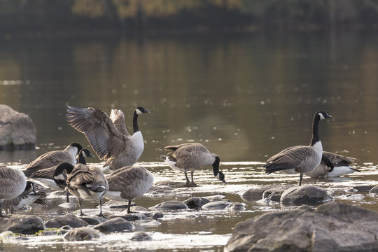 Canada Geese Standing on rocks in Water