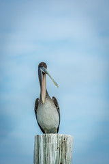 Brown Pelican Sitting on a Pole in the Intercoastal Waterway in Savannah Georgia
