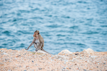 mother monkey sitting on the sand with sea background