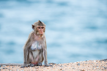 mother monkey sitting on the sand with sea background
