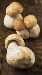 funghi porcini su legno