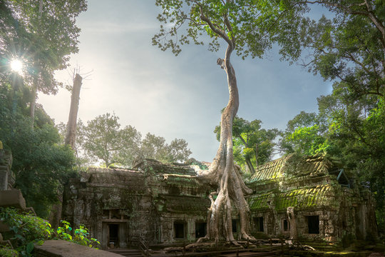 Ta Prohm Temple