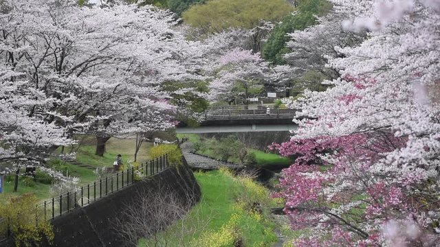 Blooming season of cherry blossom at Showa Kinen Park in Japan
