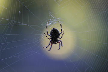 Big spider in center of his web against a blurred green background