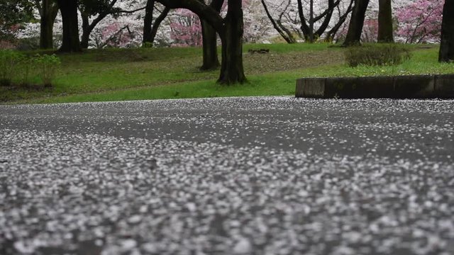 Cherry blossom petals falling on to the ground at Showa Kinen Park in Japan