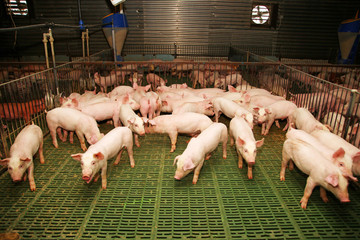 Group photo of newborn piglets