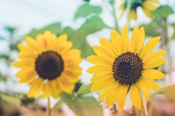 Obraz premium Close up blooming sunflower growing in garden.