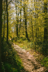 Fototapeta premium Un chemin à travers une forêt en Europe