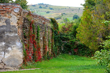 Autumn color, climbing plants, liana, ivy. Typical rural landscape in the plains of Transylvania,...