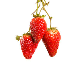 Ripe strawberries on white isolated background. Space for text. Close-up