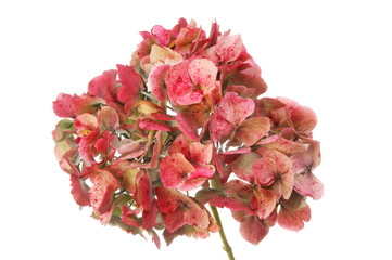 Faded htdrangea flower