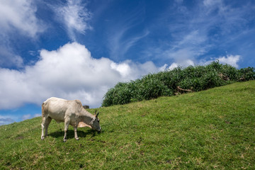 white ox at  Naidi Hills, Ivatan Island , Batanes