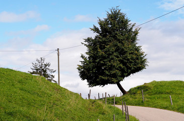Schiefer Baum am Wegesrand einer kleinen Strasse