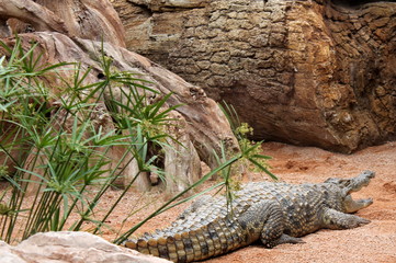 cocodrilo