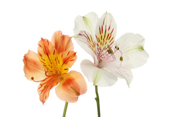 Two alstroemeria flowers