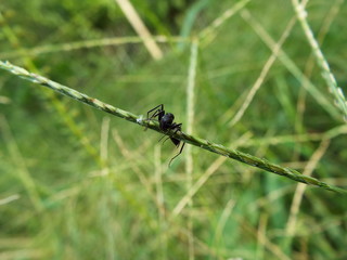 這いあがるアリ creeping ants