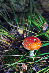 Amanita muscaria in grass in forest
