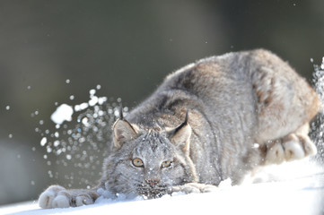 lynx playing in snow  (full body)