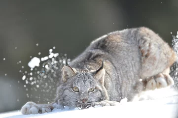 Fotobehang lynx playing in snow  (full body) © Rick Sroka 