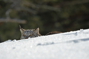 lynx head above snow 