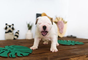 The blind puppy of the English bulldog. Closeup