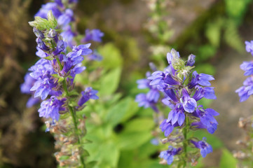 hyssopus officinalis or hyssop blue flowers with green