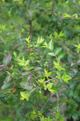 Myrtle green tree new foliage