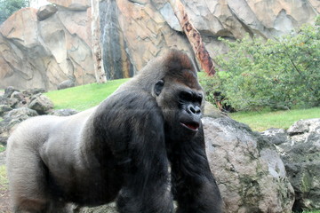 retrato de orangután macho