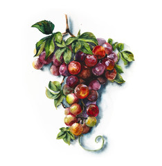 Grapes. Watercolor hand drawn illustration