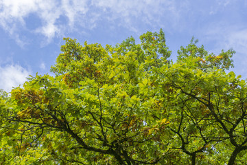 Fototapeta na wymiar Blick von unten auf Herbstbaum vor blau