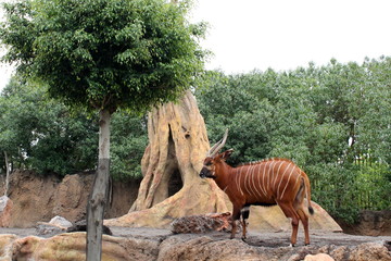Antílope en su habitat